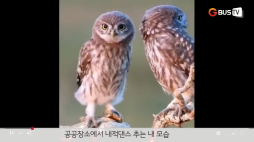 요즘이슈_02_동물 공공장소에서 내적댄스 추는 내 모습